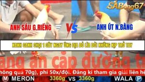 Trận 12 Bồ Gà C5 Ngày 19/11/2025