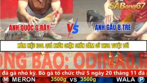 Trận 12 Bồ Gà C5 Ngày 20/11/2025