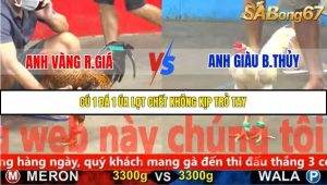 Trận 13 Bồ Gà C5 Ngày 18/11/2025