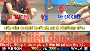 Trận 13 Bồ Gà C5 Ngày 20/11/2025