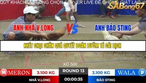 Trận 13 Bồ Gà Tonhon 28/11/2025