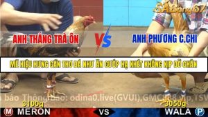 Trận 14 Bồ Gà C4 27/11/2025