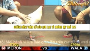 Trận 14 Bồ Gà C4 Ngày 13/11/2025