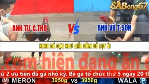 Trận 14 Bồ Gà C5 Ngày 20/11/2025