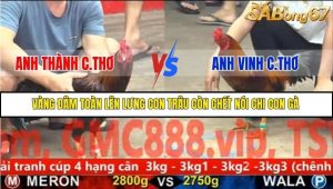 Trận 14 Bồ Gà C5 Ngày 25/11/2025