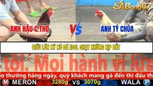 Trận 15 Bồ Gà C5 25/11/2025