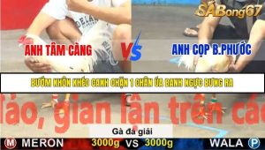 Trận 16 Bồ Gà C5 Ngày 20/11/2025