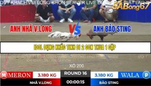 Trận 16 Bồ Gà Tonhon 28/11/2025