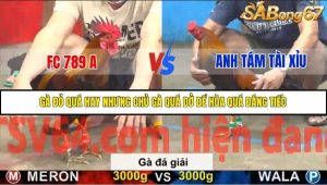 Trận 17 Bồ Gà C5 Ngày 20/11/2025