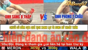 Trận 17 Bồ Gà C5 Ngày 21/11/2025