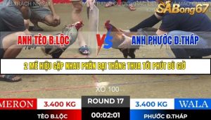 Trận 17 Bồ Gà Tonhon 28/11/2025