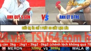 Trận 18 Bồ Gà C5 Ngày 24/11/2025