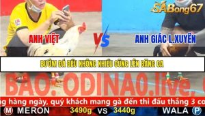 Trận 18 Bồ Gà C5 Ngày 25/11/2025