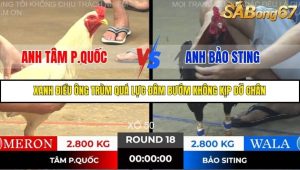 Trận 18 Bồ Gà Tonhon 14/11/2025