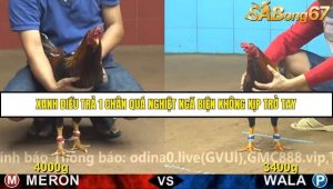 Trận 19 Bồ Gà C4 Ngày 18/11/2025