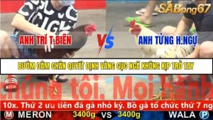Trận 19 Bồ Gà C5 Ngày 24/11/2025