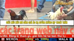 Trận 2 Bồ Gà C5 Ngày 25/11/2025