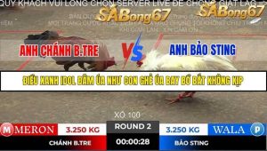 Trận 2 Bồ Gà Tonhon ngày 2/11/2025