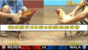 Trận 20 Bồ Gà C4 Ngày 25/11/2025