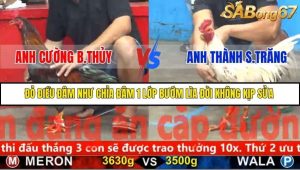 Trận 20 Bồ Gà C5 Ngày 24/11/2025