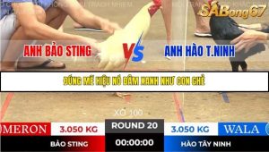 Trận 20 Bồ Gà Tonhon 14/11/2025