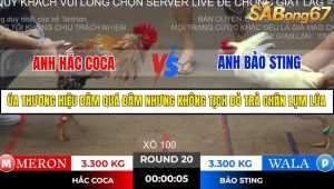 Trận 20 Bồ Gà Tonhon ngày 2/11/2025