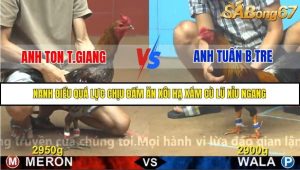 Trận 21 Bồ Gà C4 Ngày 18/11/2025