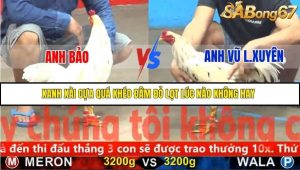Trận 21 Bồ Gà C5 Ngày 17/11/2025