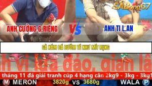 Trận 21 Bồ Gà C5 Ngày 19/11/2025