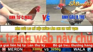 Trận 21 Bồ Gà C5 Ngày 20/11/2025