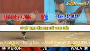 Trận 22 Bồ Gà C4 Ngày 21/11/2025