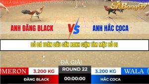 Trận 22 Bồ Gà Tonhon 14/11/2025