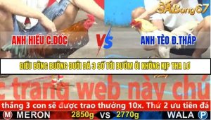 Trận 23 Bồ Gà C5 Ngày 25/11/2025