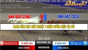 Trận 23 Bồ Gà Tonhon ngày 2/11/2025