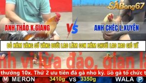 Trận 24 Bồ Gà C5 Ngày 25/11/2025