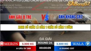 Trận 24 Bồ Gà Tonhon ngày 2/11/2025