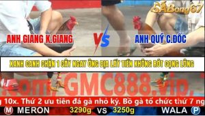 Trận 25 Bồ Gà C5 27/11/2025