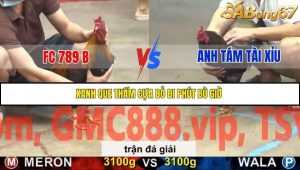 Trận 25 Bồ Gà C5 Ngày 20/11/2025