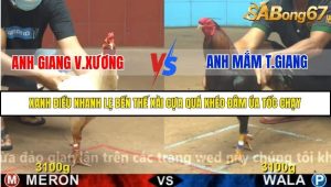 Trận 26 Bồ Gà C4 Ngày 16/11/2025