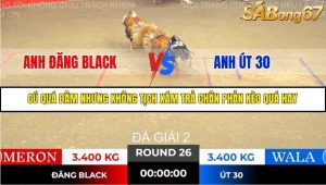 Trận 26 Bồ Gà Tonhon 14/11/2025