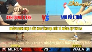 Trận 27 Bồ Gà C4 Ngày 16/11/2025