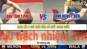 Trận 27 Bồ Gà C5 Ngày 16/11/2025