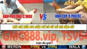 Trận 27 Bồ Gà C5 Ngày 20/11/2025