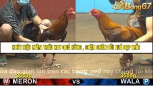 Trận 28 Bồ Gà C4 Ngày 18/11/2025