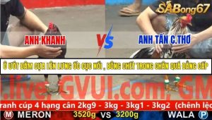 Trận 28 Bồ Gà C5 Ngày 17/11/2025