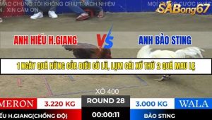 Trận 28 Bồ Gà Tonhon 28/11/2025