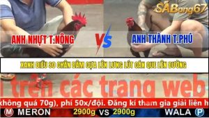 Trận 29 Bồ Gà C5 Ngày 16/11/2025