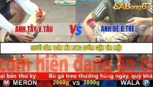 Trận 29 Bồ Gà C5 Ngày 19/11/2025