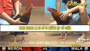 Trận 3 Bồ Gà C4 30/11/2025