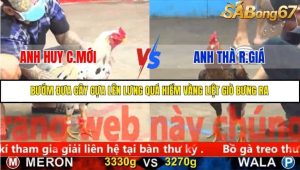 Trận 3 Bồ Gà C5 Ngày 13/11/2025